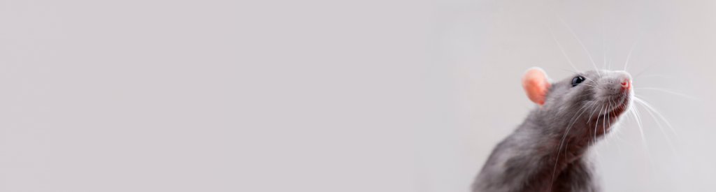 Webinar Wie heeft mijn kaas gepikt?